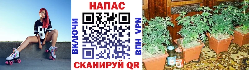 blacksprut tor  закладки  Володарск  Бошки Шишки конопля 